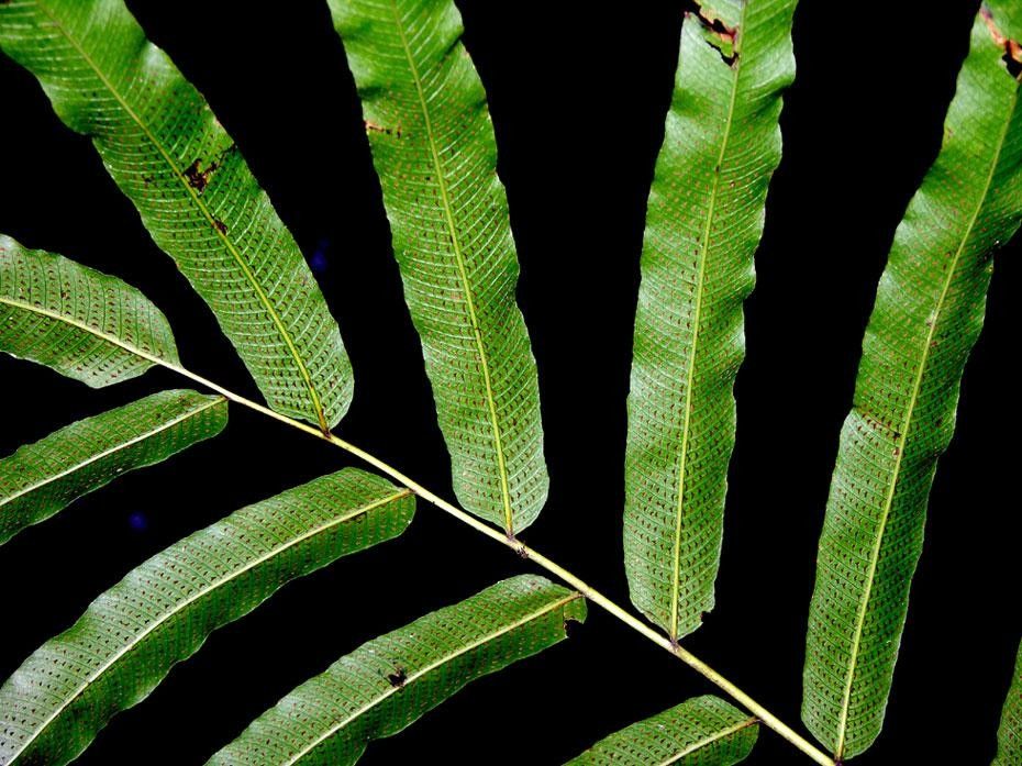 Thelypteris falcata — search result for 'Thelypteris'