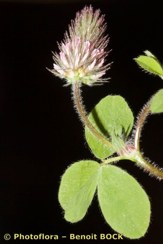 Trifolium ligusticum other