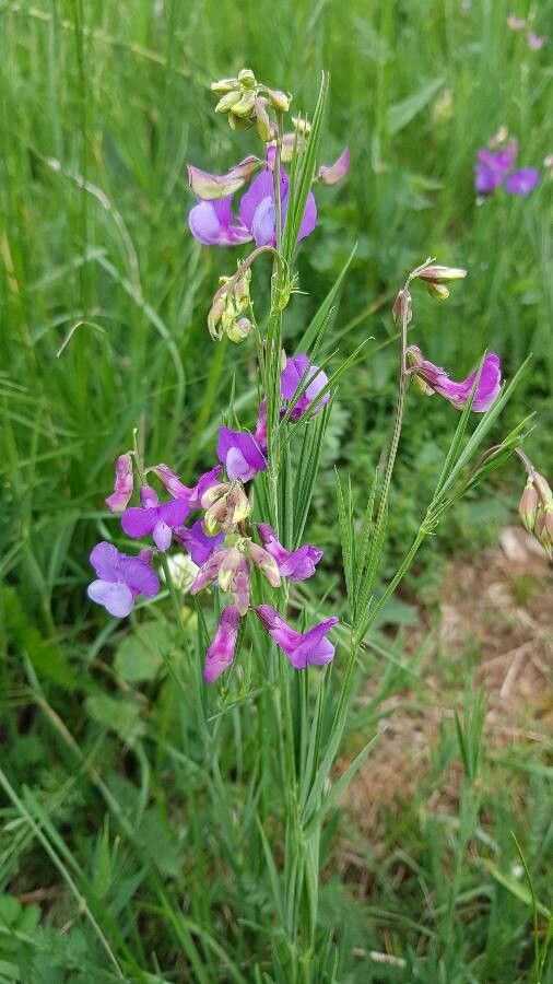 Lathyrus bauhinii flower