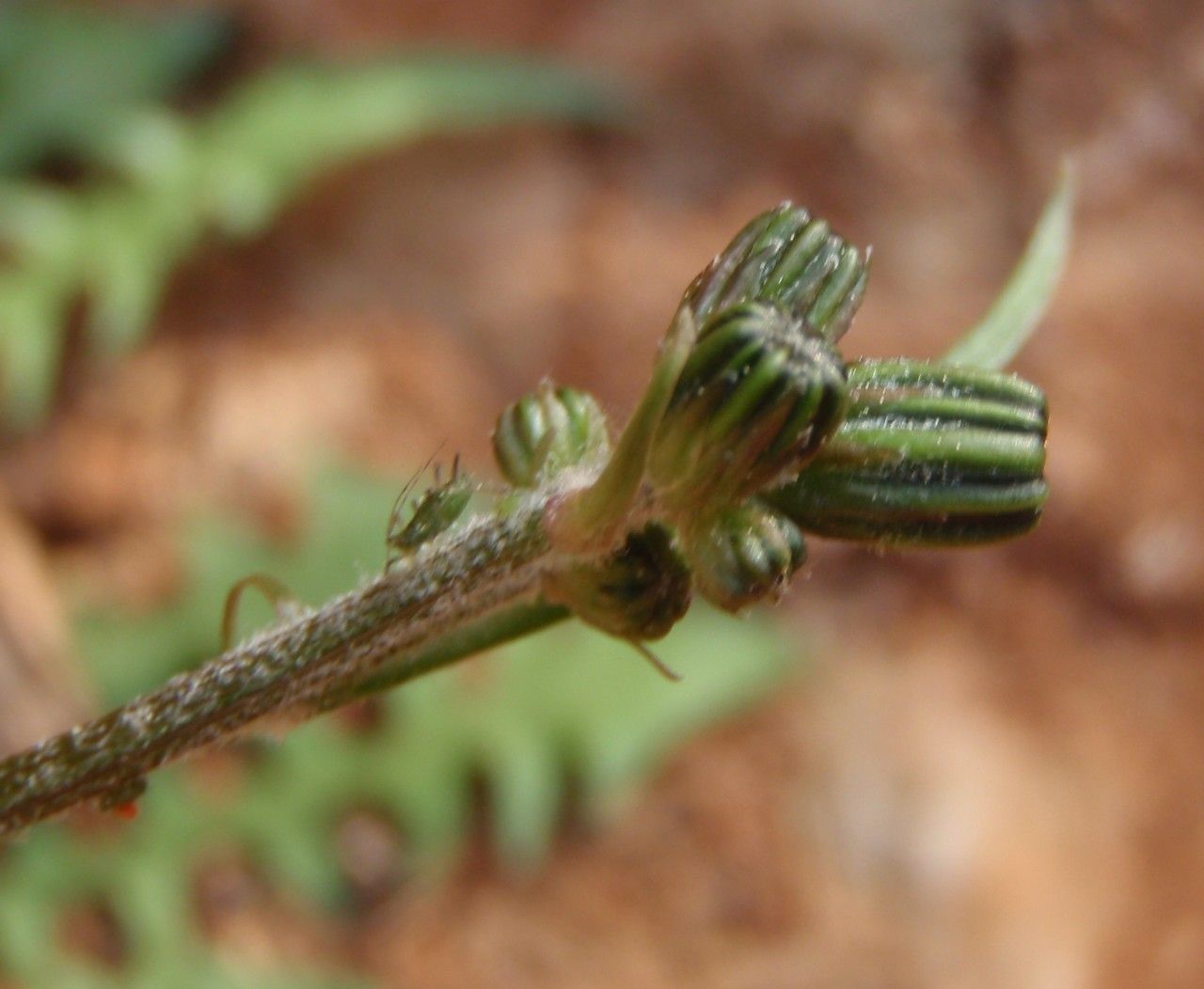 Crepis leontodontoides flower