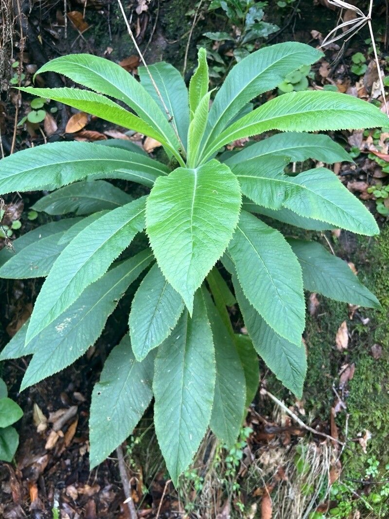Musschia wollastonii habit