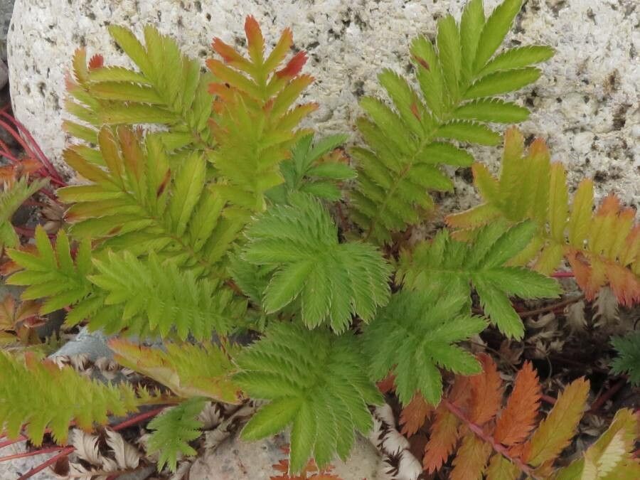 Argentina anserina leaf