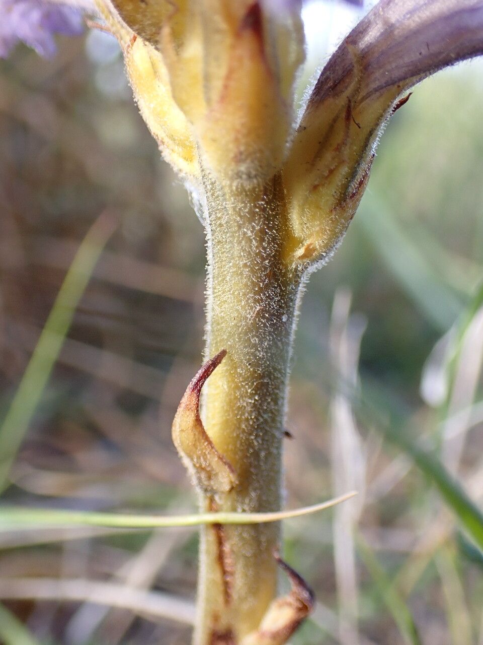 Phelipanche purpurea bark