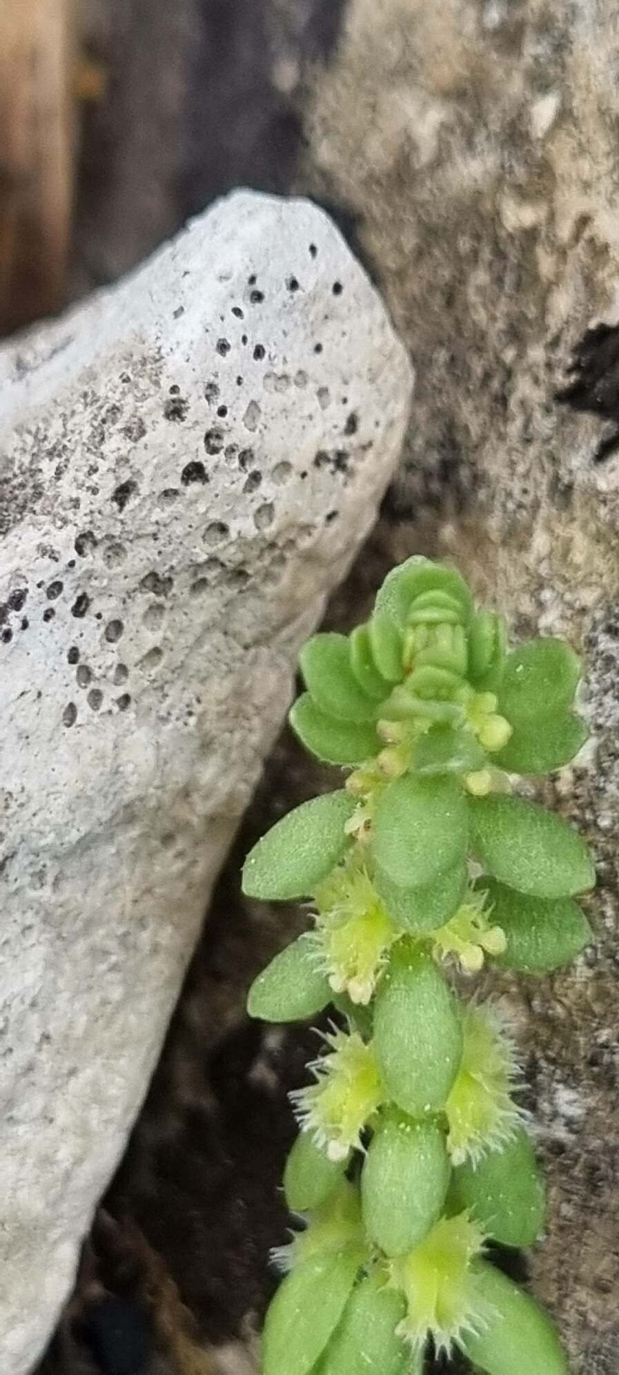 Valantia muralis fruit