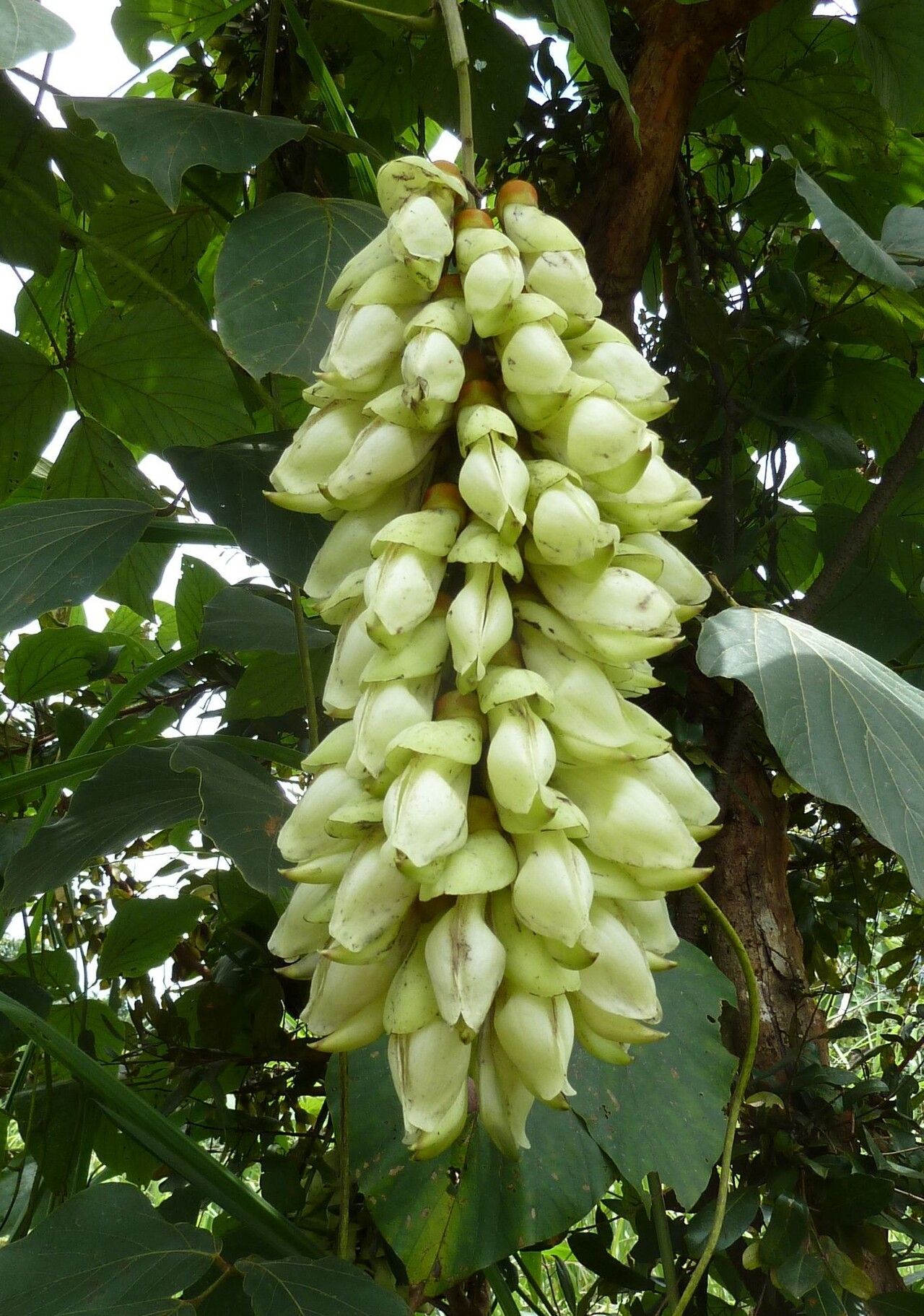 Mucuna occidentalis — search result for 'Mucuna'
