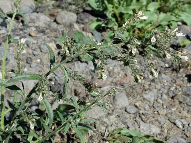 Echium triste flower