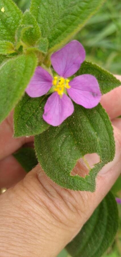 Miconia lacera flower