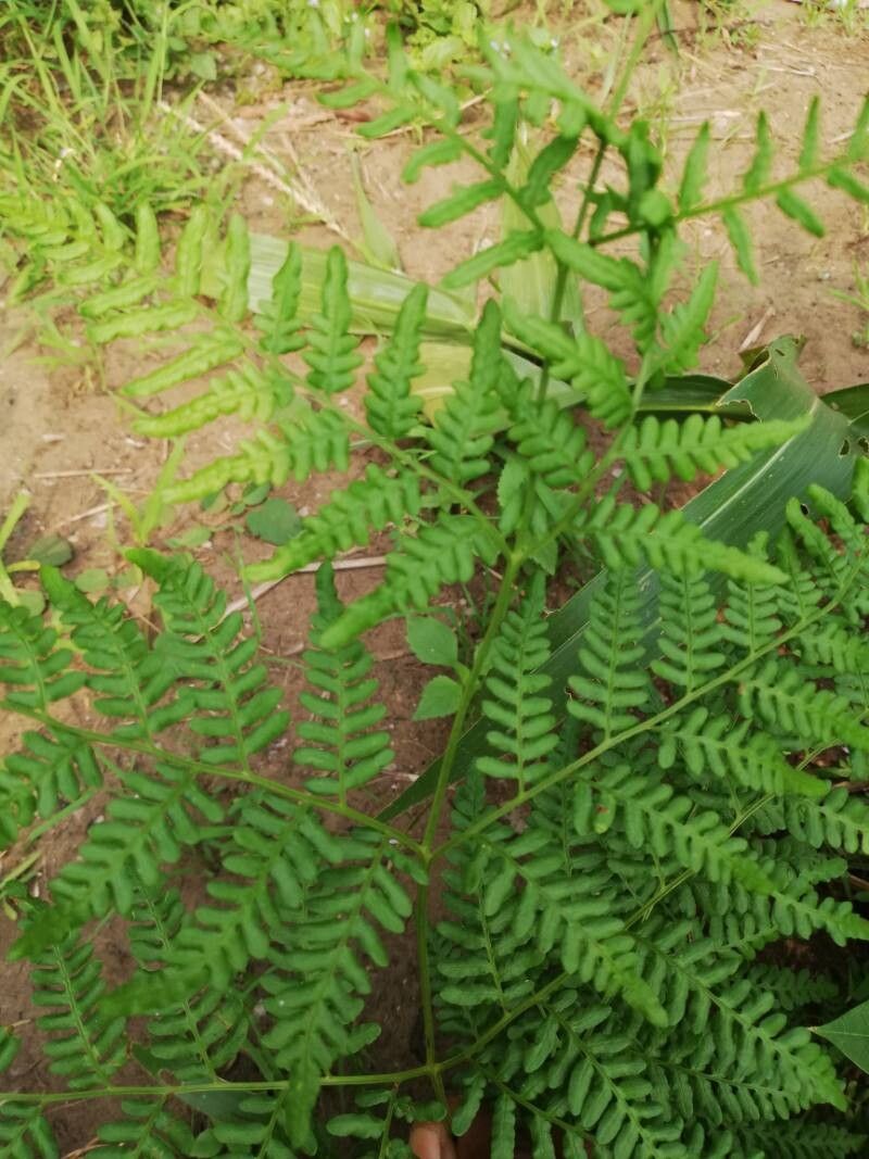 Pteridium centrali-africanum