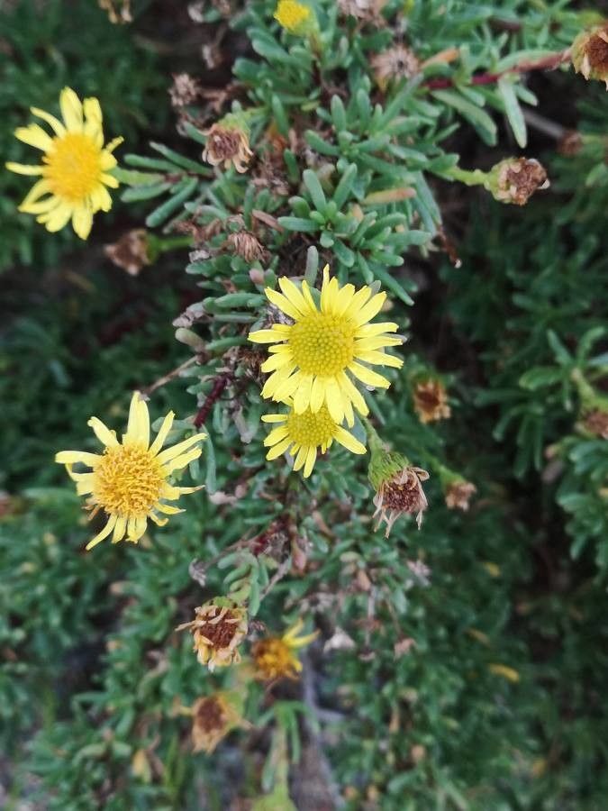 Limbarda crithmoides flower
