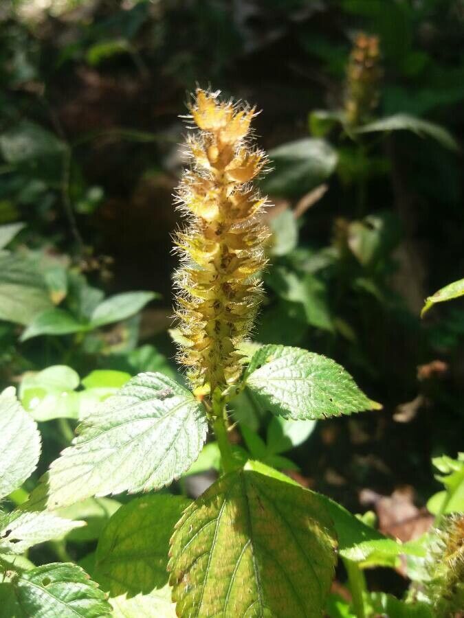 Acalypha aristata flower