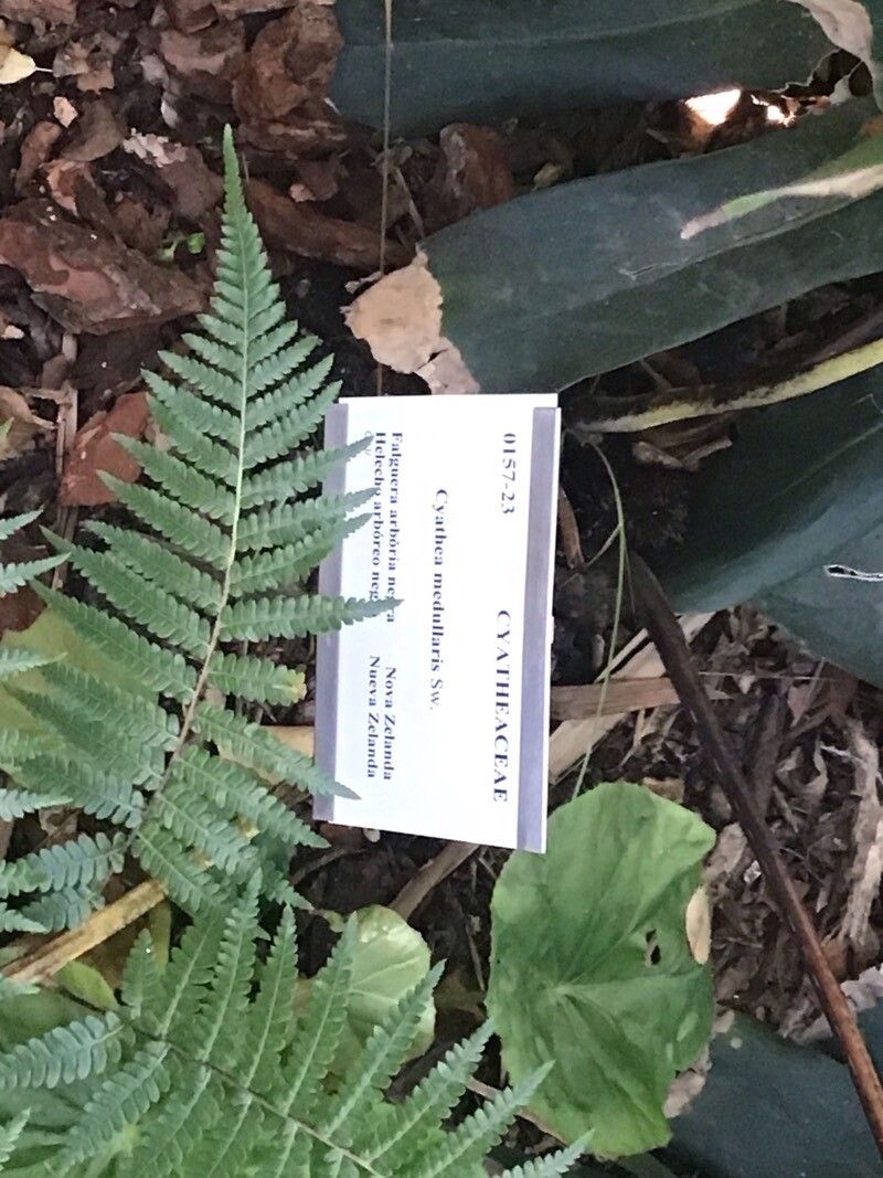 Cyathea medullaris — houseplant care guide