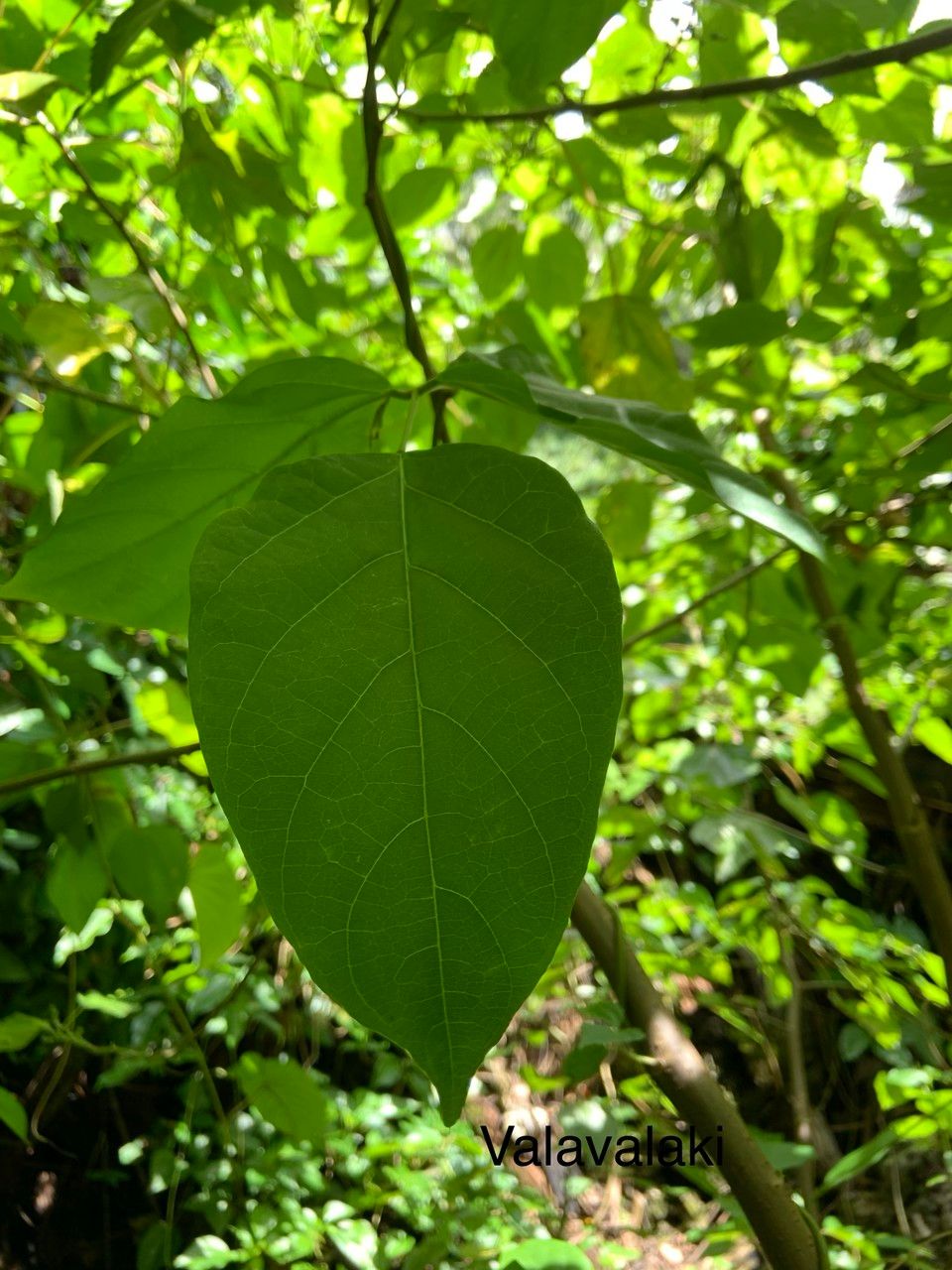 Sterculia fanaiho — search result for 'Sterculia'