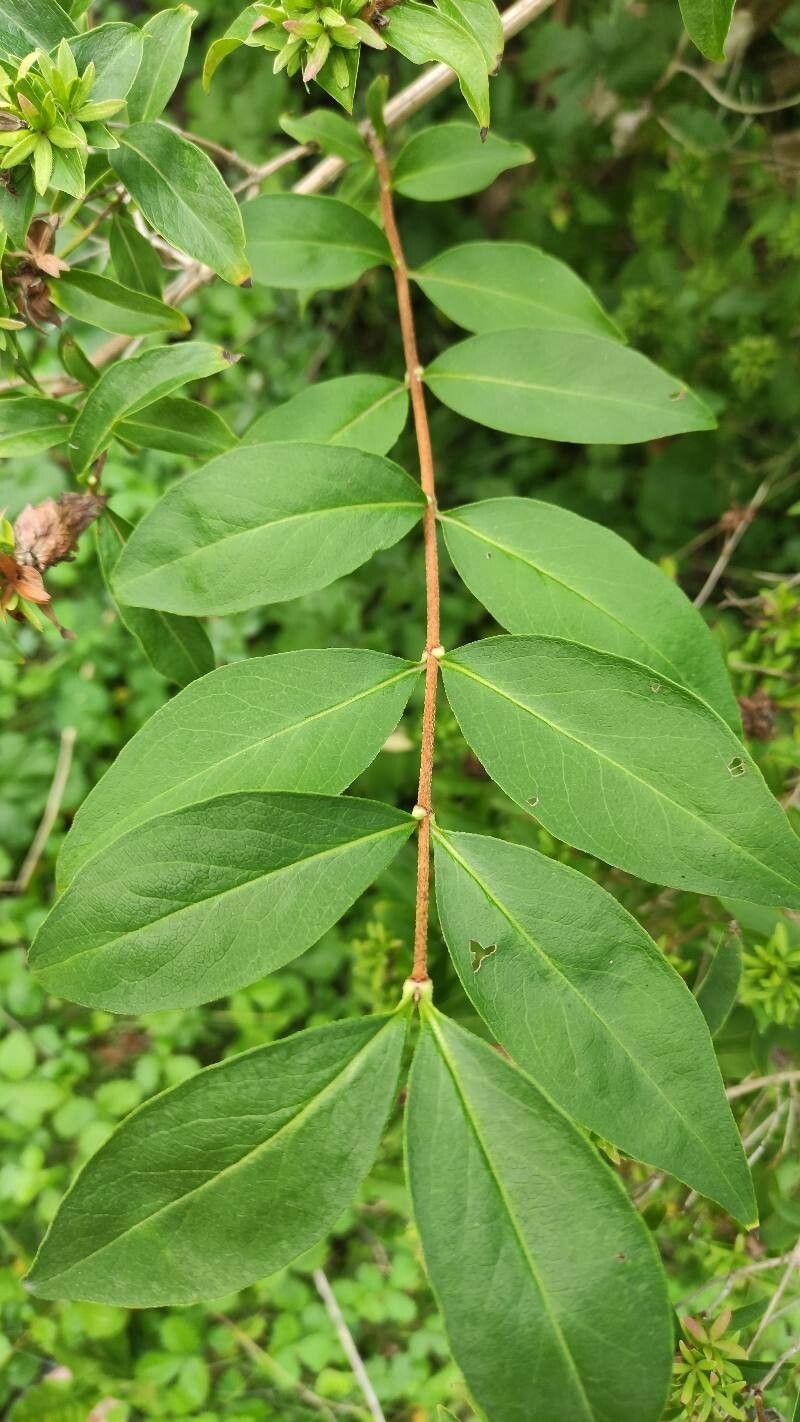 Zabelia tyaihyoni leaf