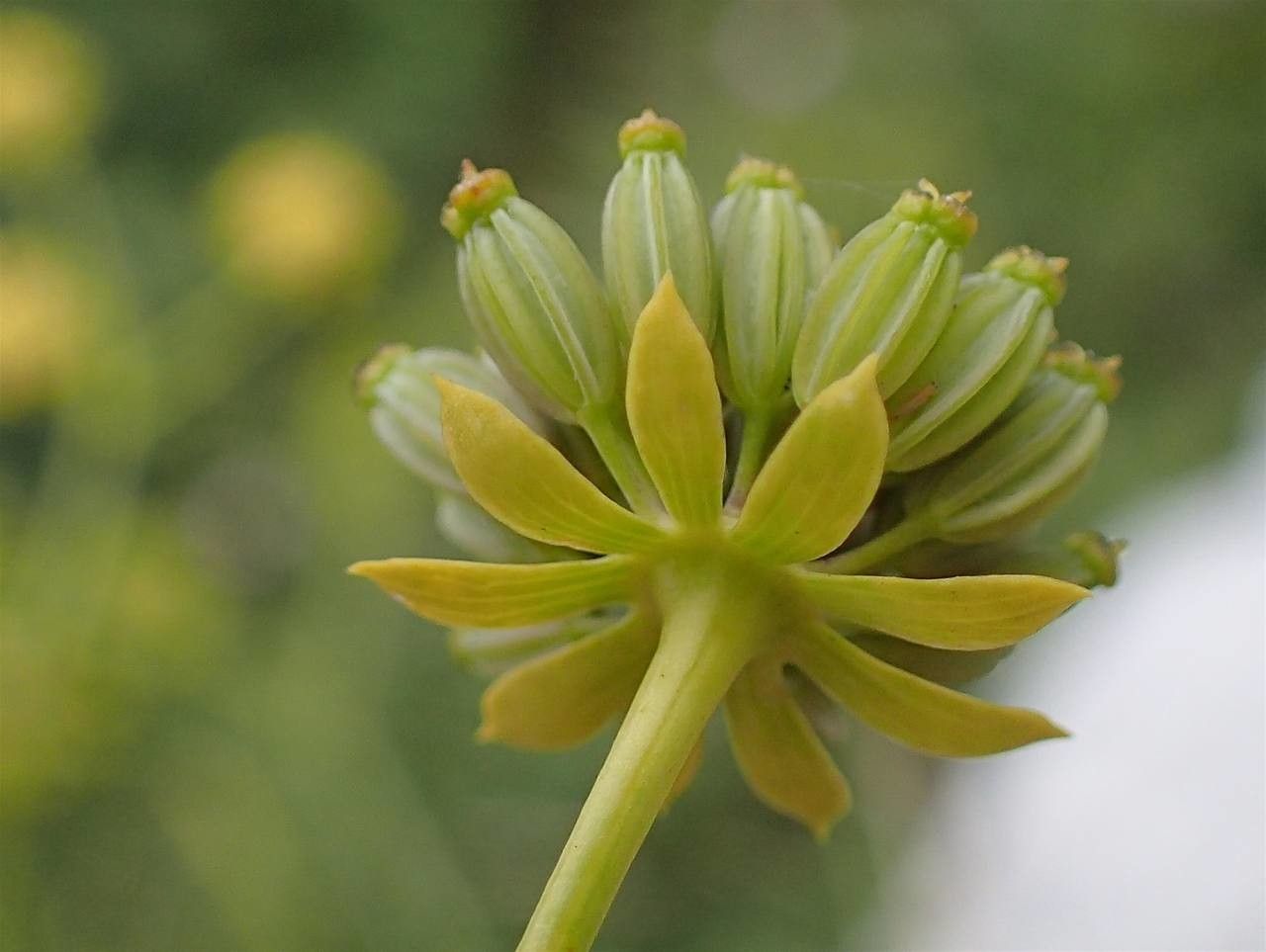 Bupleurum petraeum flower