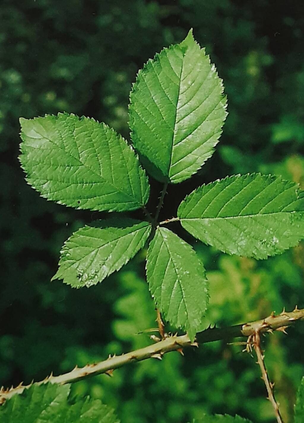 Rubus braeuckeri — houseplant care guide