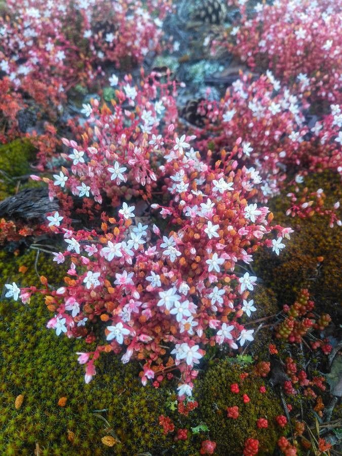 Sedum caeruleum flower