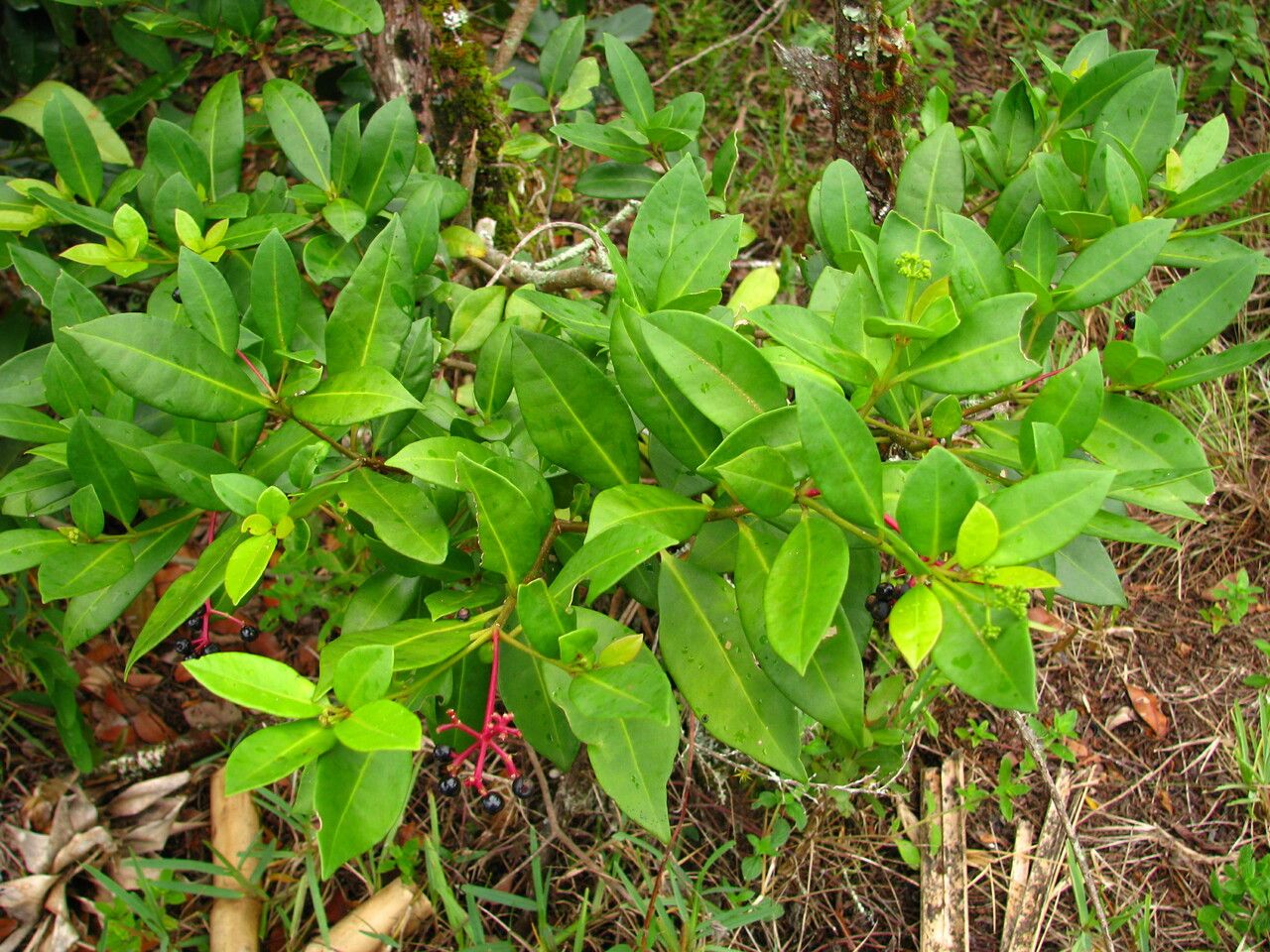 Guapira opposita — houseplant care guide