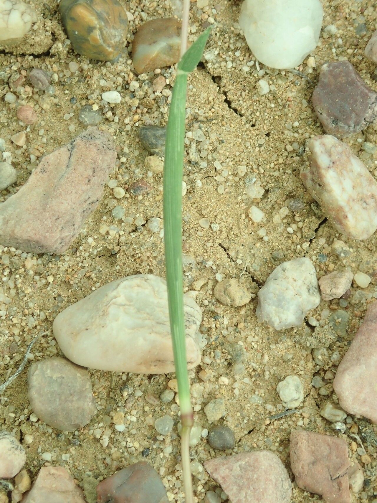 Tragus mongolorum — related species from the same genus