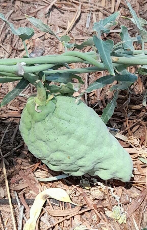 Araujia odorata fruit