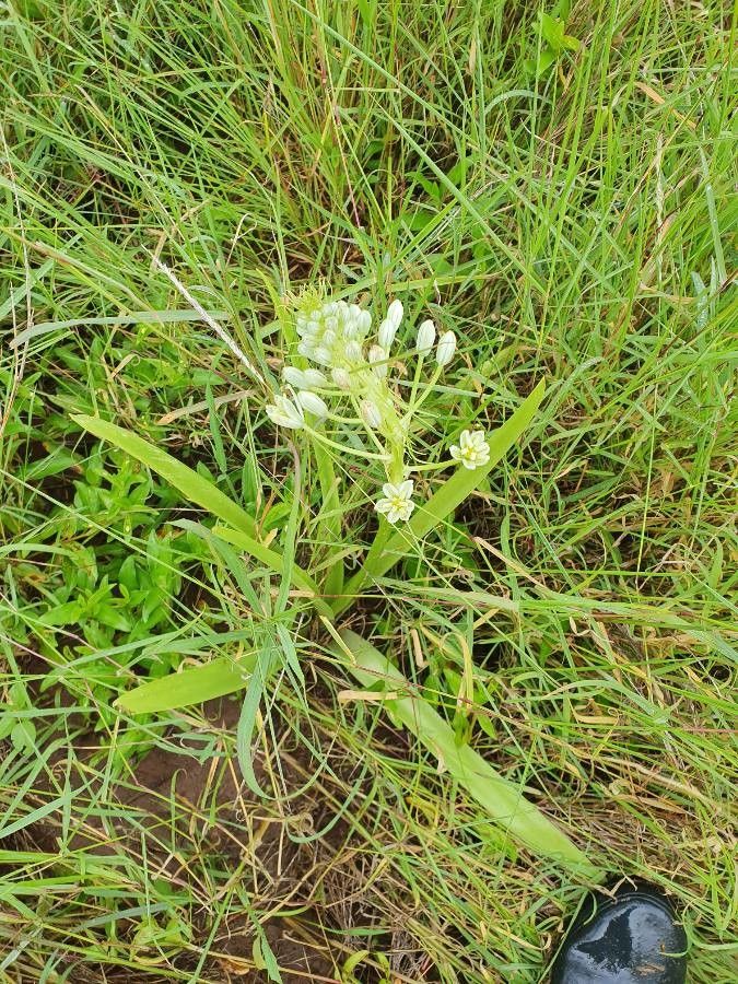 Ornithogalum donaldsoni habit