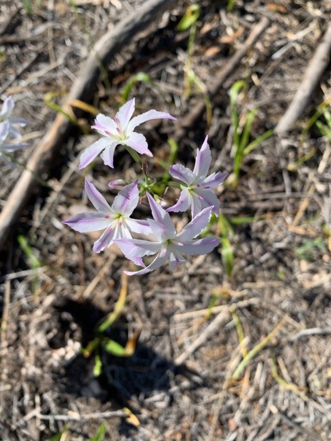 Leucocoryne vittata — houseplant care guide