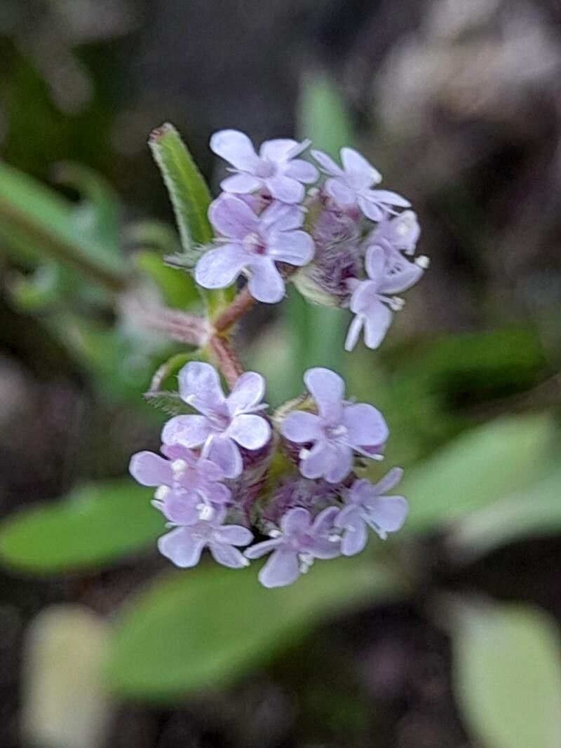 Valeriana vesicaria flower