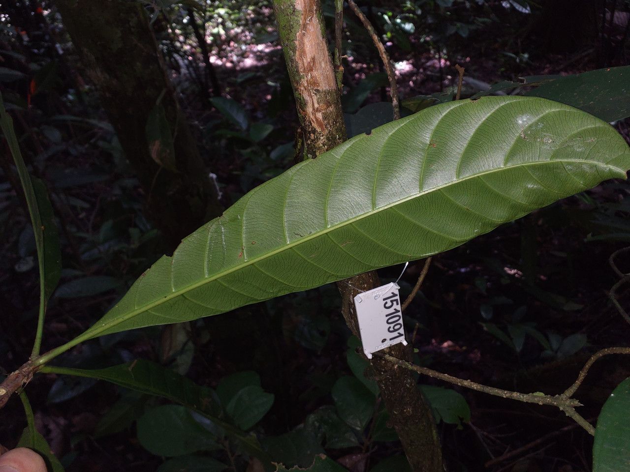 Duroia longiflora leaf