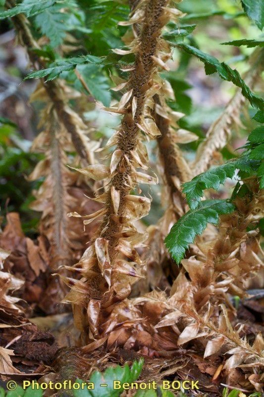 Polystichum × luerssenii bark
