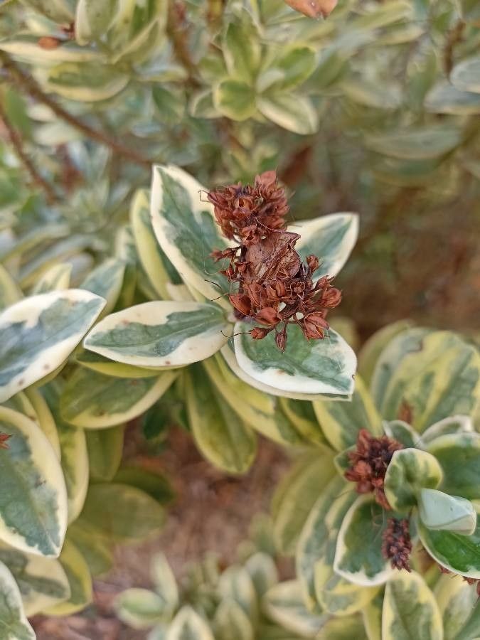 Hebe franciscana fruit