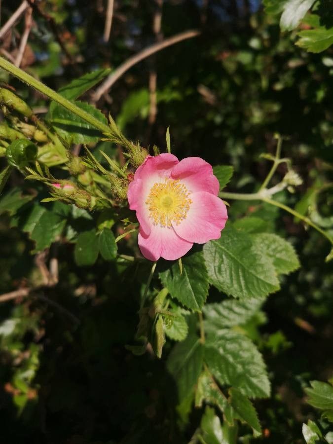Rosa sherardii flower