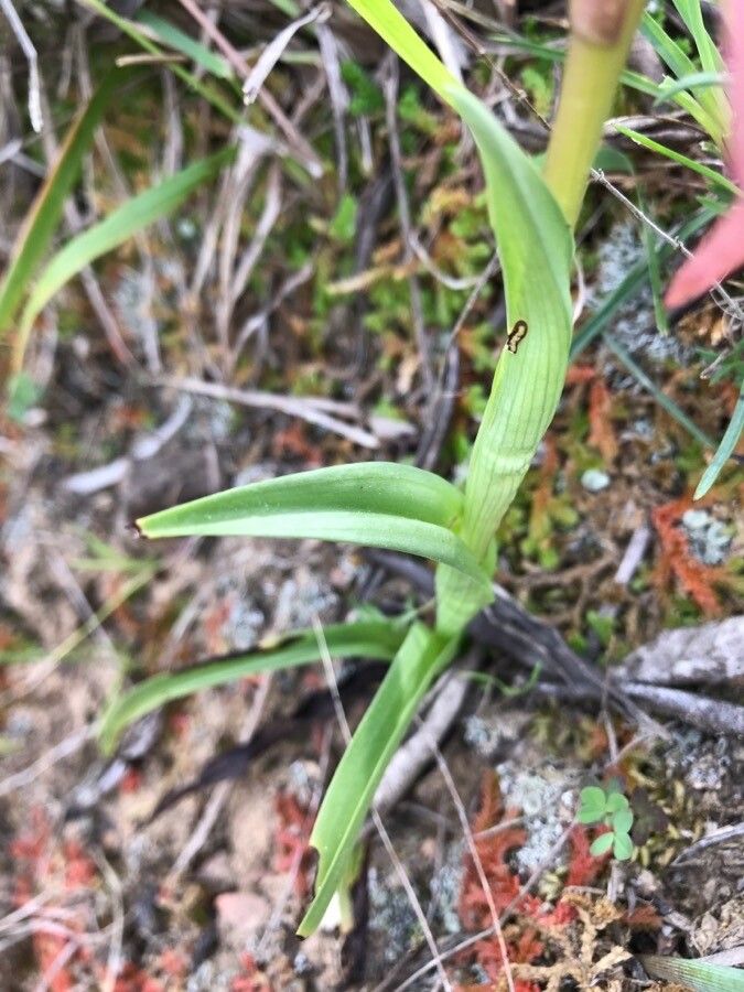 Serapias neglecta leaf