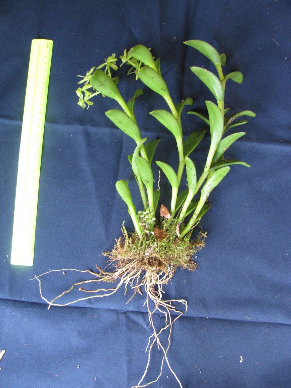 Epidendrum lagenocolumna other