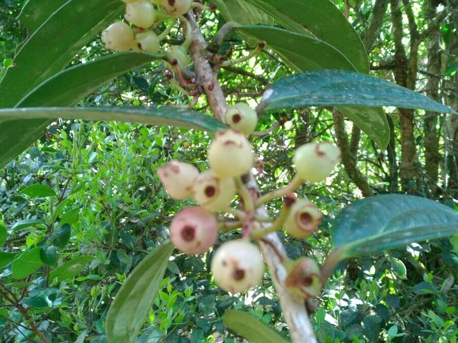Smilax siphilitica fruit