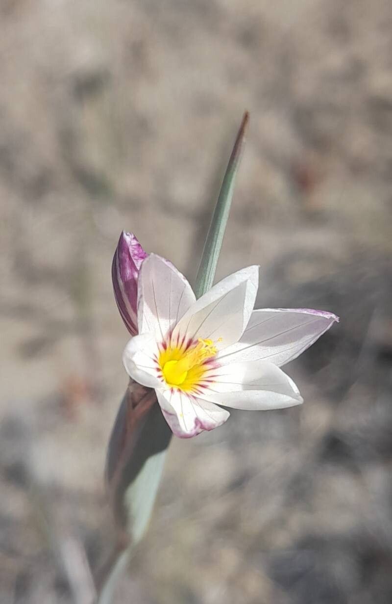 Olsynium junceum — related species from the same genus