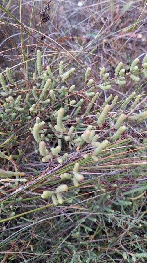 Arthrocaulon macrostachyum fruit