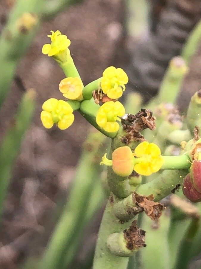 Euphorbia aphylla flower