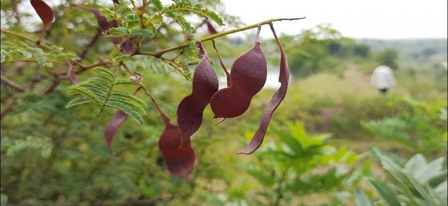 Senegalia catechu — houseplant care guide