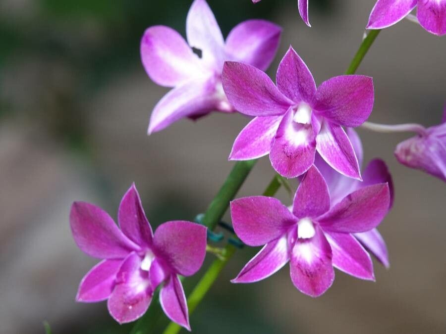 Spathoglottis unguiculata flower