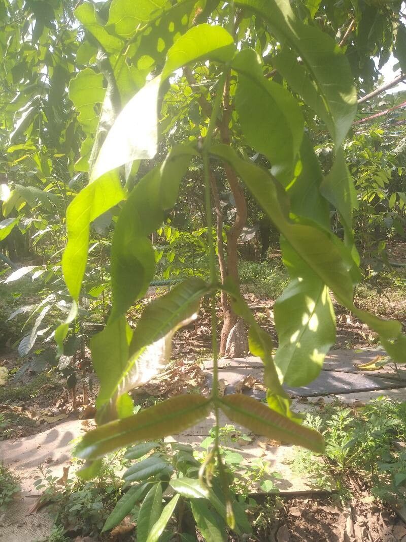 Terminalia elliptica leaf