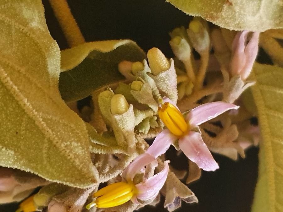 Solanum tettense flower