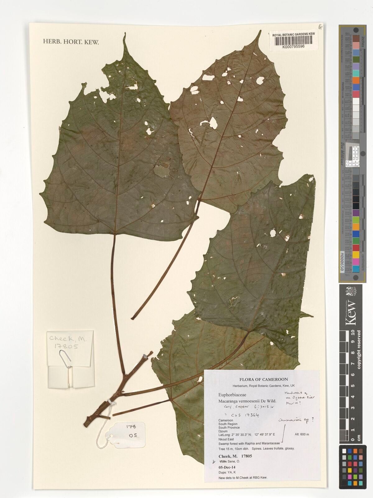 Macaranga vermoesenii — houseplant care guide