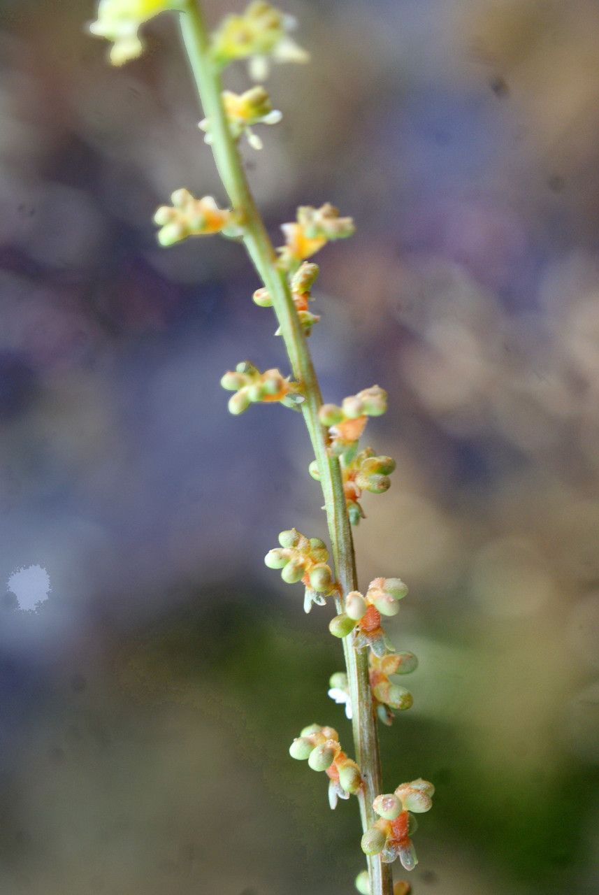 Sesamoides purpurascens fruit