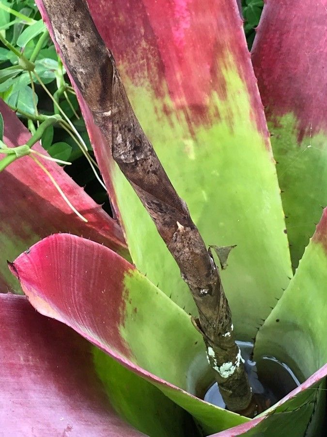 Neoregelia lillyae bark