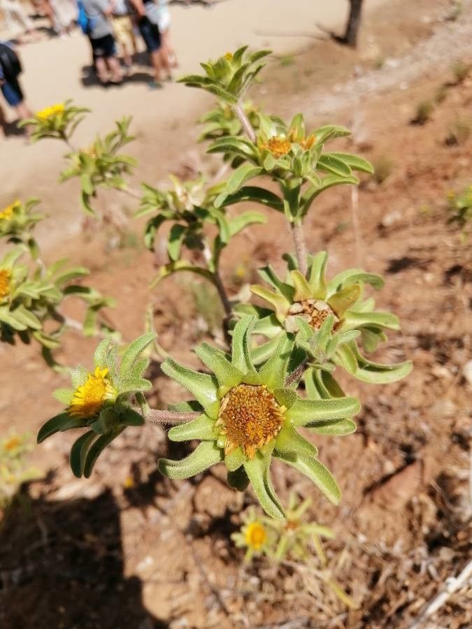 Asteriscus aquaticus leaf