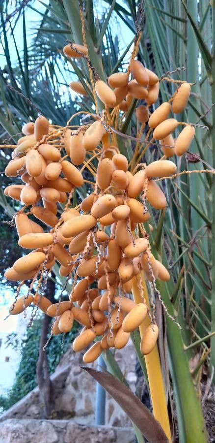 Phoenix dactylifera fruit