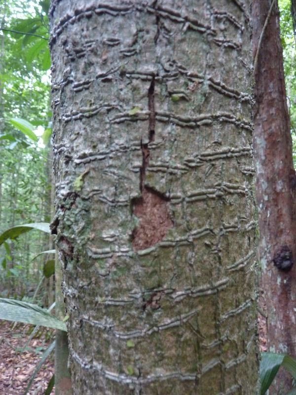 Protium plagiocarpium bark