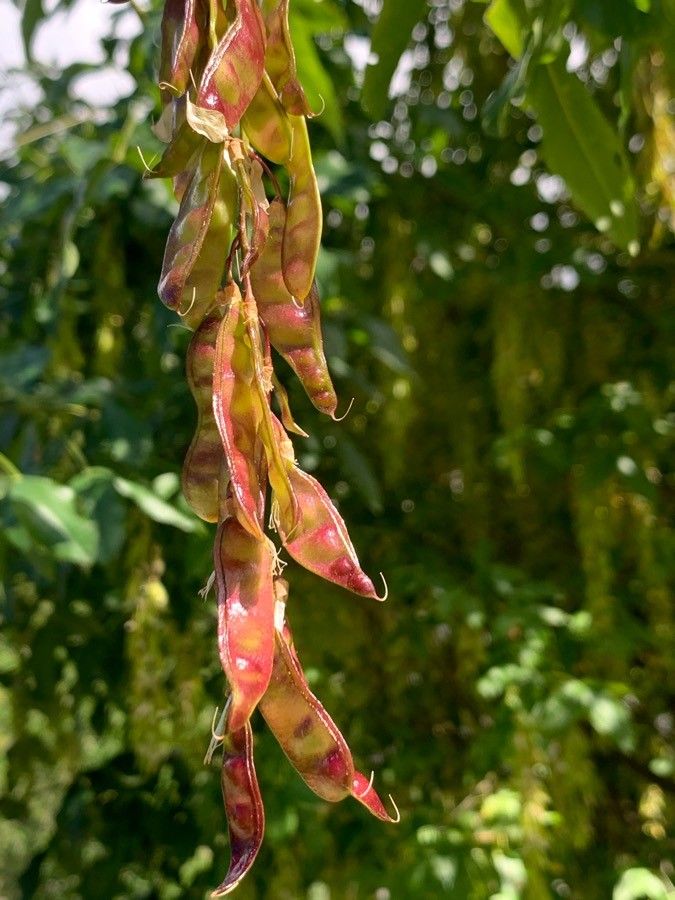 Laburnum alpinum fruit
