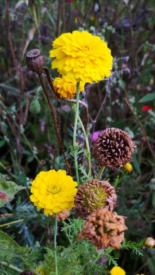 Glebionis segetum fruit