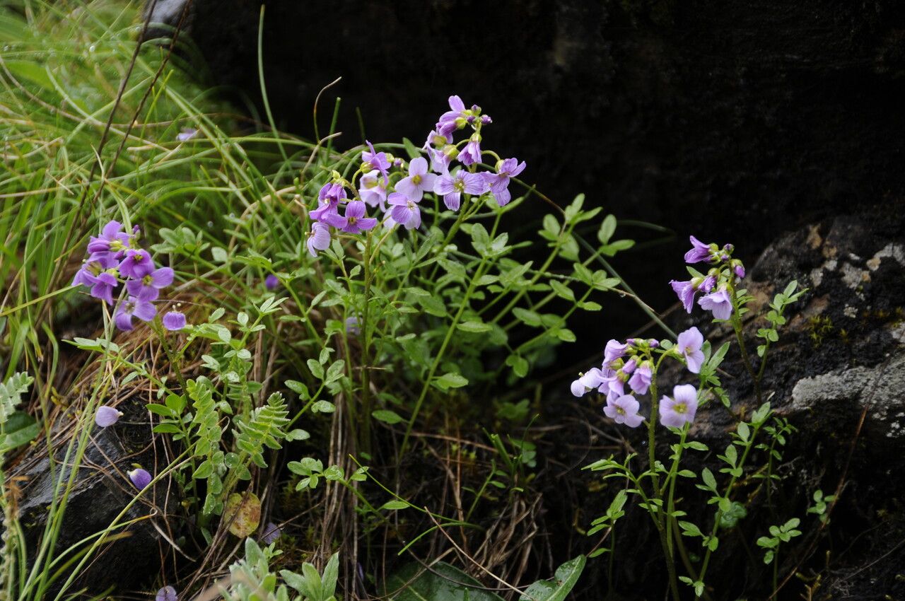 Cardamine loxostemonoides habit