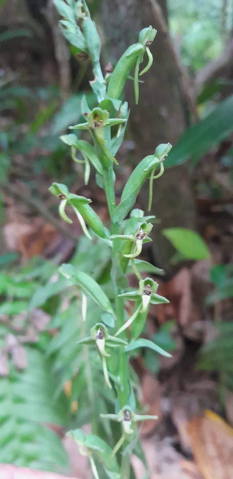 Habenaria alata flower